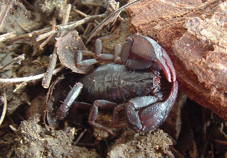 Euscorpius italicus